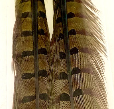 Wapsi Pheasant Tail Feathers Pair - Flytackle NZ