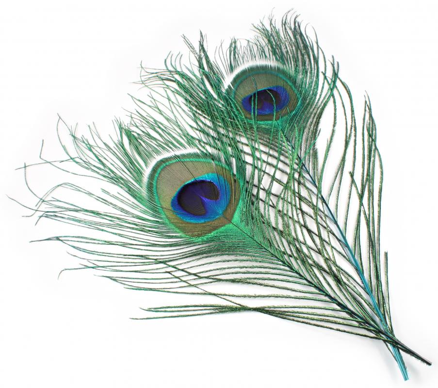Veniard Peacock Eyes - Flytackle NZ