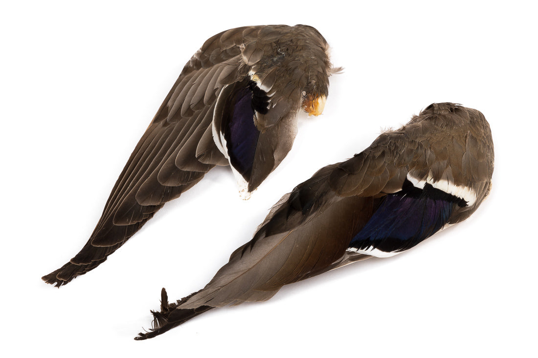 Wapsi Mallard Duck Wings Pair - Flytackle NZ